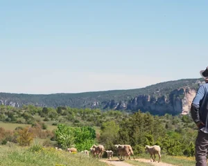 Paysan boulanger bio et éleveur d’agneaux en Aveyron, La ferme du Mas de Bru
