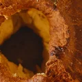 Le pain au levain de la Ferme du Mas de Bru en Aveyron