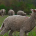 Une journée d’agnelage à la Ferme du Mas de Bru sur le Larzac en Aveyron
