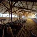 Une journée d’agnelage à la Ferme du Mas de Bru sur le Larzac en Aveyron