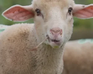 Une journée d’agnelage à la Ferme du Mas de Bru sur le Larzac en Aveyron