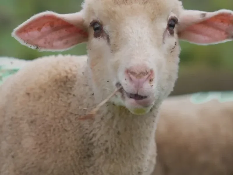 Une journée d’agnelage à la Ferme du Mas de Bru sur le Larzac en Aveyron