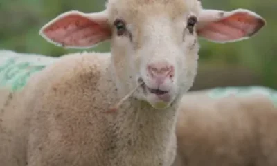 Éleveur d’agneau