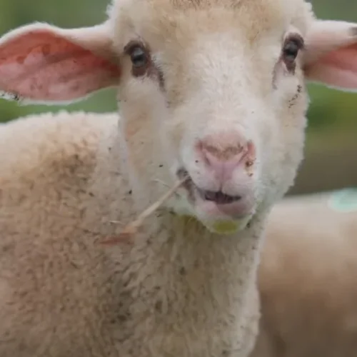 Les agneaux de la ferme du Mas de Bru sur le Larzac - Gaec de Persegol