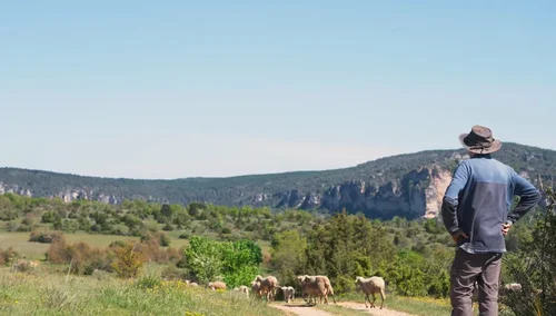 La ferme du Mas de Bru sur le Larzac - Gaec de Persegol